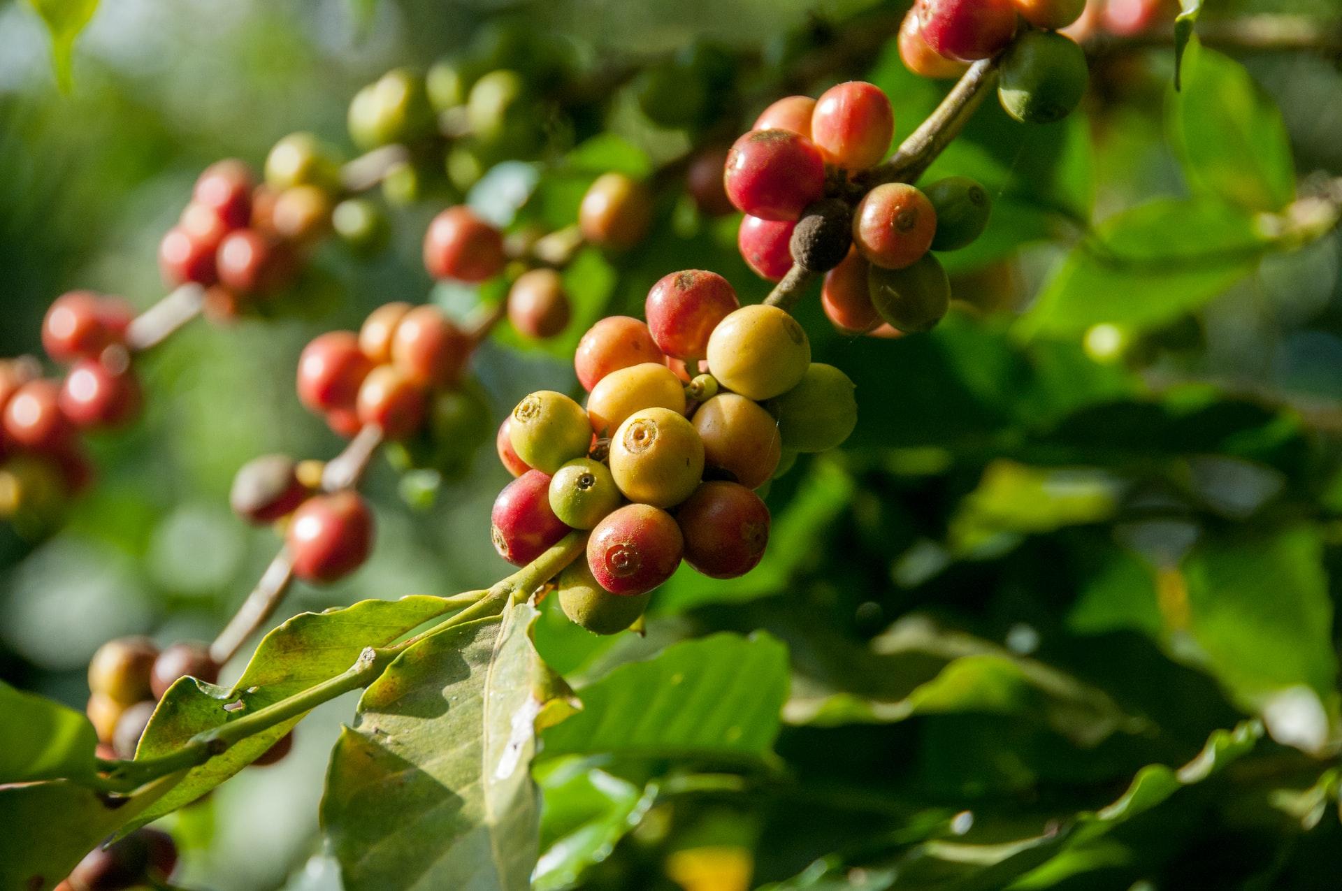 Arabica και Robusta